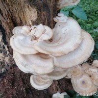 Pleurotaceae
